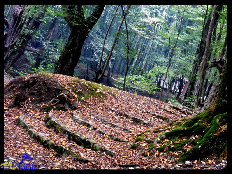 جنگل النگدره در 5 کیلومتری جنوب غربی شهرستان گرگان در مسیر جنگل ناهارخوران قرار دارد , این جنگل دارای وسعتی به مساحت 185 کیلومتر بوده و چشم اندازی بسیار زیبا و دل‌انگیزی دارد.